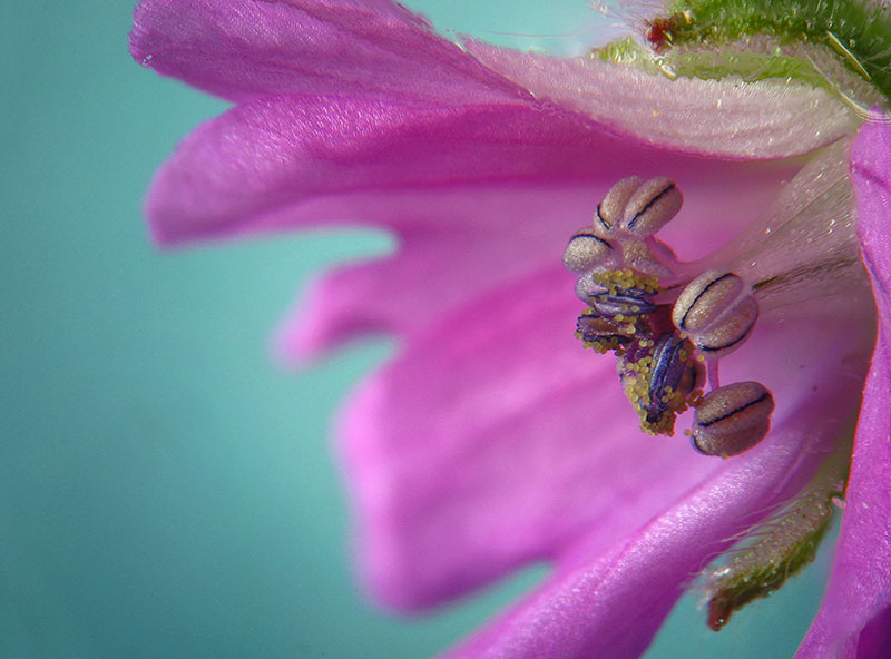 Geranium molle / Geranio volgare